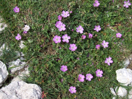 Geranium austroapenninum (=G.cinereum)